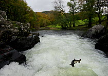 Salmon / Trout fish (Salmo sp) jumping a waterfall on the Afon Lledr, Betws Y Coed, Wales, October