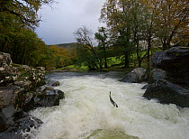Salmon / Trout fish (Salmo sp) jumping a waterfall on the Afon Lledr, Betws Y Coed, Wales, October