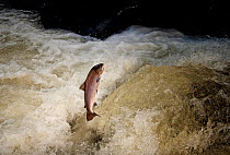 Atlantic Salmon (Salmo salar) jumping a waterfall on the Afon Lledr, Betws Y Coed, Wales, October