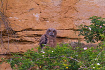 Eagle owl (Bubo bubo) young one just fledged, sitting in a quarry, Bavaria, Germany, June.