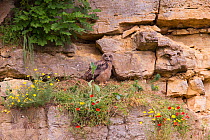 Eagle Owl (Bubo bubo) chick in quarry, Bavaria, Germany, May.