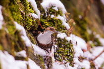 Dipper (Cinclus cinclus) building nest surrounded by ice, Bavaria, Germany, March.