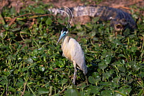 Capped Heron (Pilherodius pileatus) Pantanal, Brazil.