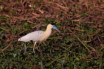 Capped Heron (Pilherodius pileatus) Pantanal, Brazil.