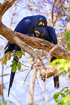 Hyacinth Macaws (Anodorhynchus hyacinthinus) preening, Pantanal, Brazil.