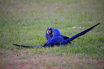 Hyacinth Macaws (Anodorhynchus hyacinthinus) playing, Pantanal, Brazil.