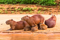 Capybara (Hydrochaeris hydrochaeris) family at water's edge, Pantanal, Brazil.