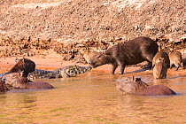 Capybara (Hydrochaeris hydrochaeris) family with Spectacled Caiman (Caiman crocodilus) Pantanal, Brazil.