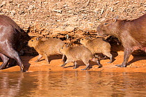 Capybara (Hydrochaeris hydrochaeris) family, Pantanal, Brazil.
