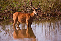 Marsh Deer (Blastocerus dichotomous) in water, Pantanal, Brazil.