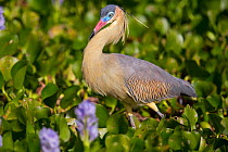 Whistling Heron (Syrigma sbilatrix) Pantanal, Brazil.