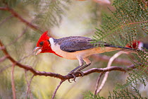 Red-crested cardinal (Paroaria coronata) Pantanal, Brazil.