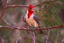 Red-crested cardinal (Paroaria coronata) Pantanal, Brazil.