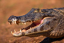 Spectacled Caiman (Caiman crocodilus) thermoregulating with mouth open, Pantanal, Brazil.