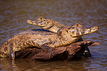 Spectacled Caimans (Caiman crocodilus) basking, Pantanal, Brazil.