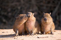 Capybara (Hydrochaeris hydrochaeris) babies Pantanal, Brazil.