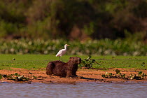 Capybara (Hydrochaeris hydrochaeris) and Cattle Egret (Bubulcus ibis) at water's edge, Pantanal, Brazil.