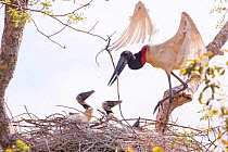 Jabiru Stork (Jabiru mycteria) at the nest, Pantanal, Brazil.