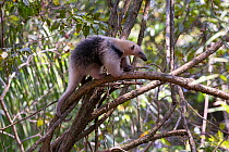 Southern Tamandua (Tamandua tetradactyla) climbing, Pantanal, Brazil.