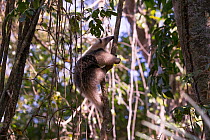 Southern Tamandua (Tamandua tetradactyla) climbing, Pantanal, Brazil.