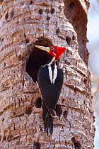 Crimson-crested Woodpecker (Campephilus melanoleucos) male at nest hole, Pantanal, Brazil.