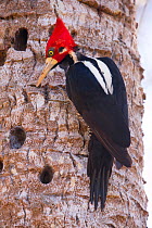 Crimson-crested Woodpecker (Campephilus melanoleucos) male, Pantanal, Brazil.