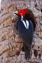 Crimson-crested Woodpecker (Campephilus melanoleucos) male at nest hole, Pantanal, Brazil.