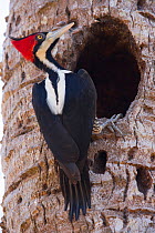 Crimson-crested Woodpecker (Campephilus melanoleucos) female at nest hole, Pantanal, Brazil.
