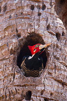 Crimson-crested Woodpecker (Campephilus melanoleucos) male in nest hole, Pantanal, Brazil.