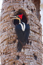 Crimson-crested Woodpecker (Campephilus melanoleucos) female calling at nest hole, Pantanal, Brazil.