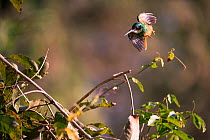 Rufous-tailed Jacamar (Galbula ruficauda) in flight, Pantanal, Brazil.
