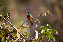 Rufous-tailed Jacamar (Galbula ruficauda) Pantanal, Brazil.