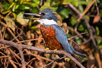 Ringes Kingfisher (Ceryle torquata) male, Pantanal, Brazil.