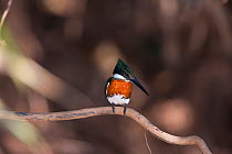 Green Kingfisher (Chloroceryle americana) male, Pantanal, Brazil.