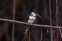 Green Kingfisher (Chloroceryle americana) female Pantanal, Brazil.