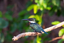 Amazon Kingfisher (Chloroceryle amazona) male, Pantanal, Brazil.
