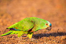 Blue-fronted Parrot (Amazona aestiva) hand-raised bird, Pantanal, Brazil.