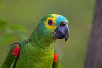 Blue-fronted Parrot (Amazona aestiva) portrait, Pantanal, Brazil.
