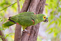 Blue-fronted Parrot (Amazona aestiva) Pantanal, Brazil.
