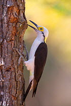 White Woodpecker (Melanerpes candidus) Pantanal, Brazil.