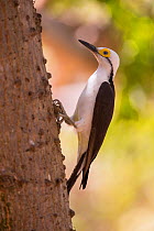 White Woodpecker (Melanerpes candidus) Pantanal, Brazil.