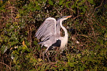 Cocoi Heron (Ardea cocoi) stretching wings in trees, Pantanal, Brazil.