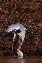 Cocoi Heron (Ardea cocoi) feeding on fish, Pantanal, Brazil.