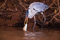 Cocoi Heron (Ardea cocoi) feeding on fish, Pantanal, Brazil.