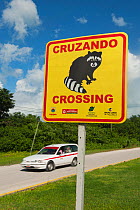 Pygmy Raccoon (Procyon pygmaeus) sign warning drivers, Cozumel Island, Mexico. Critically endangered species.