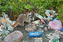 Pygmy Raccoon (Procyon pygmaeus) foraging amongst rubbish, Cozumel Island, Mexico. Critcally endangered species with less than 500 in existence.