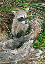 Pygmy Raccoon (Procyon pygmaeus) Cozumel Island, Mexico. Critcally endangered species with less than 500 in existence.
