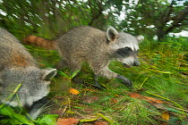 Pygmy Raccoons (Procyon pygmaeus) Cozumel Island, Mexico. Critcally endangered species with less than 500 in existence.