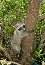 Pygmy Raccoon (Procyon pygmaeus) climbing tree, Cozumel Island, Mexico. Critcally endangered species with less than 500 in existence.