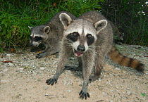 Pygmy Raccoons (Procyon pygmaeus) portrait, Cozumel Island, Mexico. Critcally endangered species with less than 500 in existence.